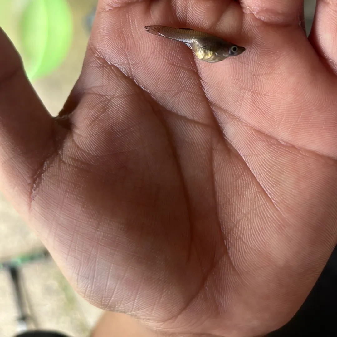 The most recent Gray redhorse catches on Fishbrain