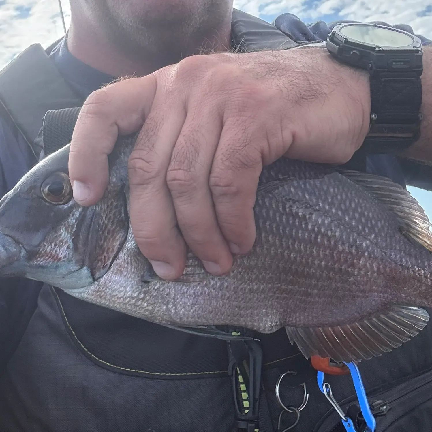 The most recent Southern black bream catches on Fishbrain