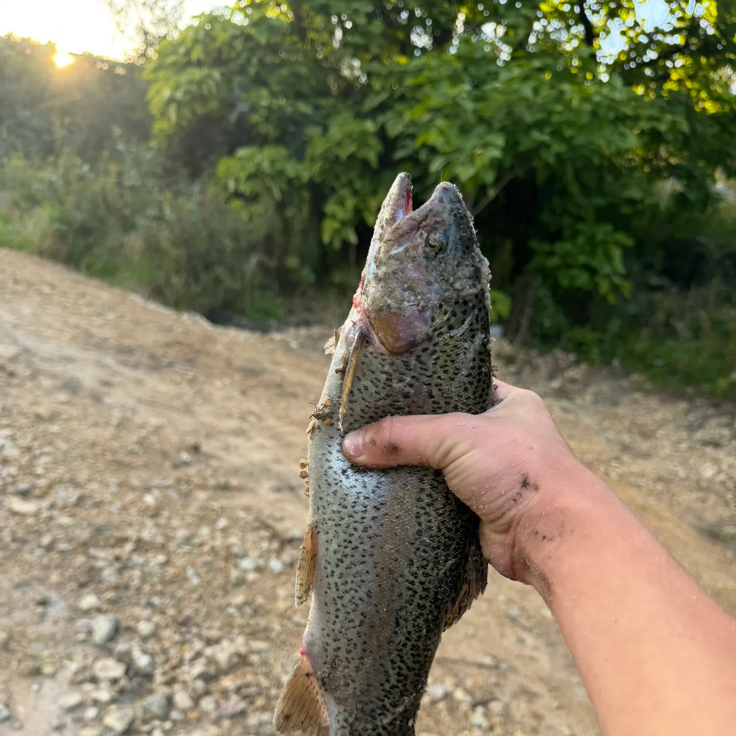 Rainbow trout caught on Fishbrain