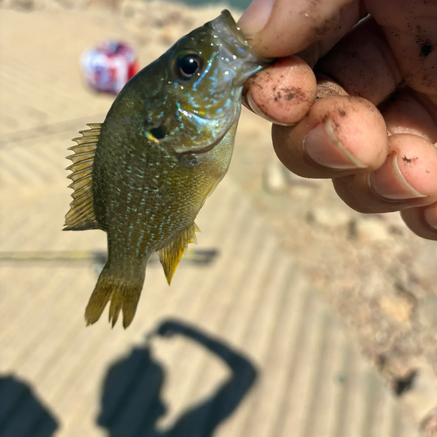 Green sunfish caught on Fishbrain