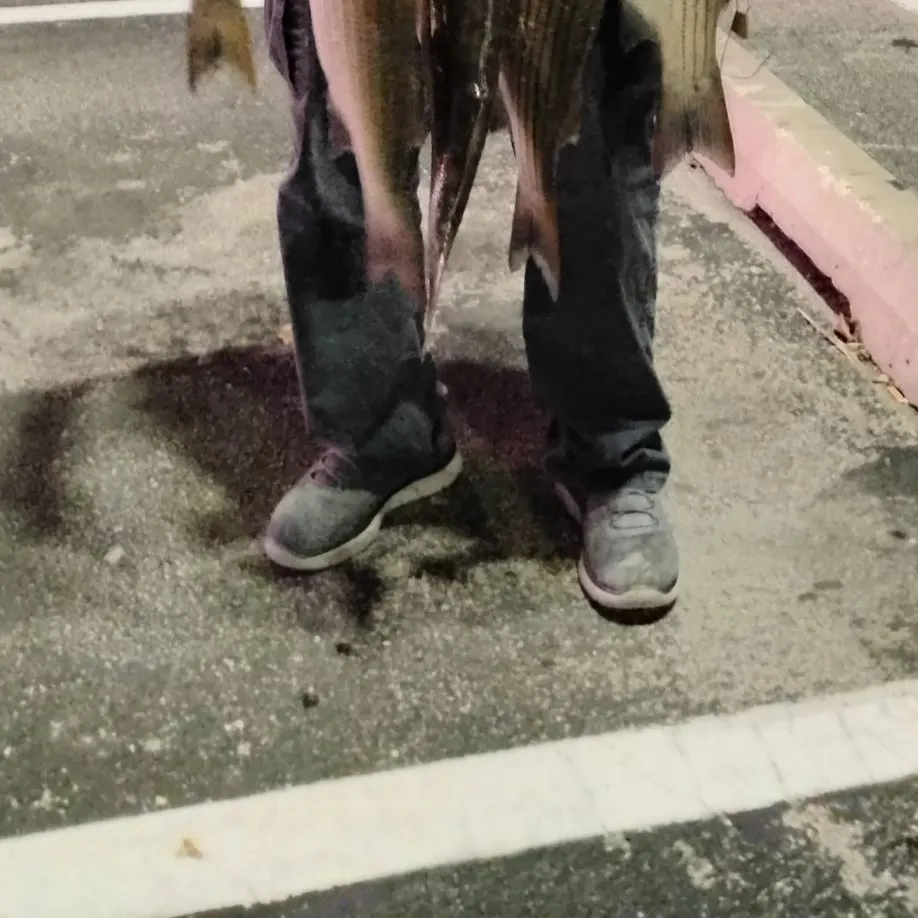 Wiper caught on Fishbrain