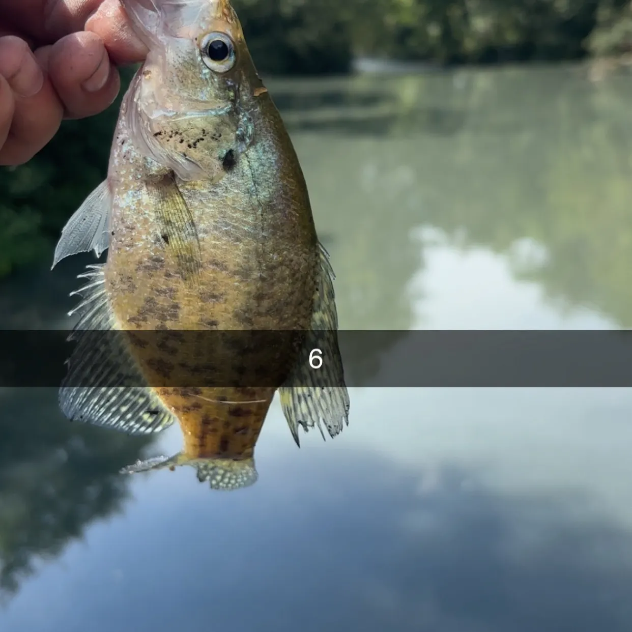White crappie caught on Fishbrain
