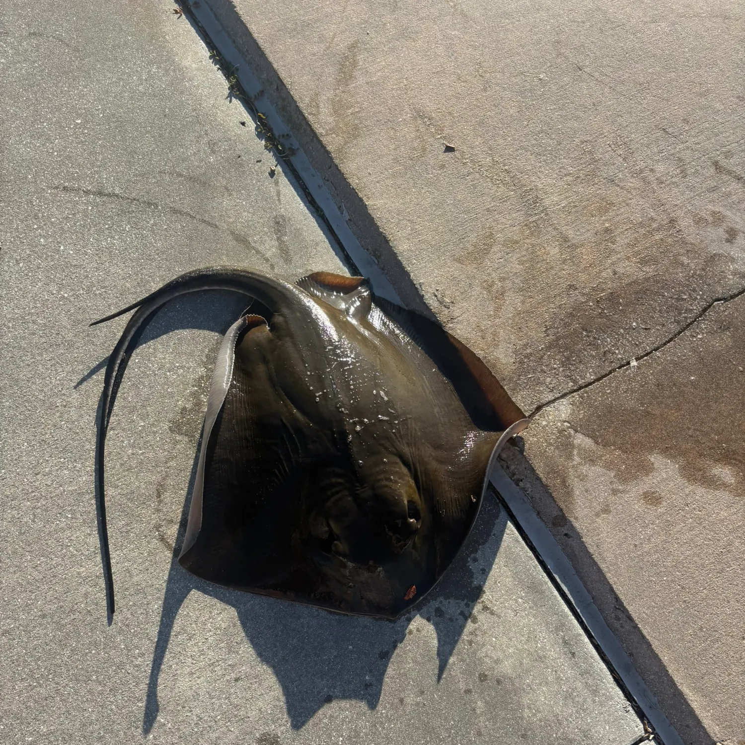 The most recent Southern stingray catches on Fishbrain