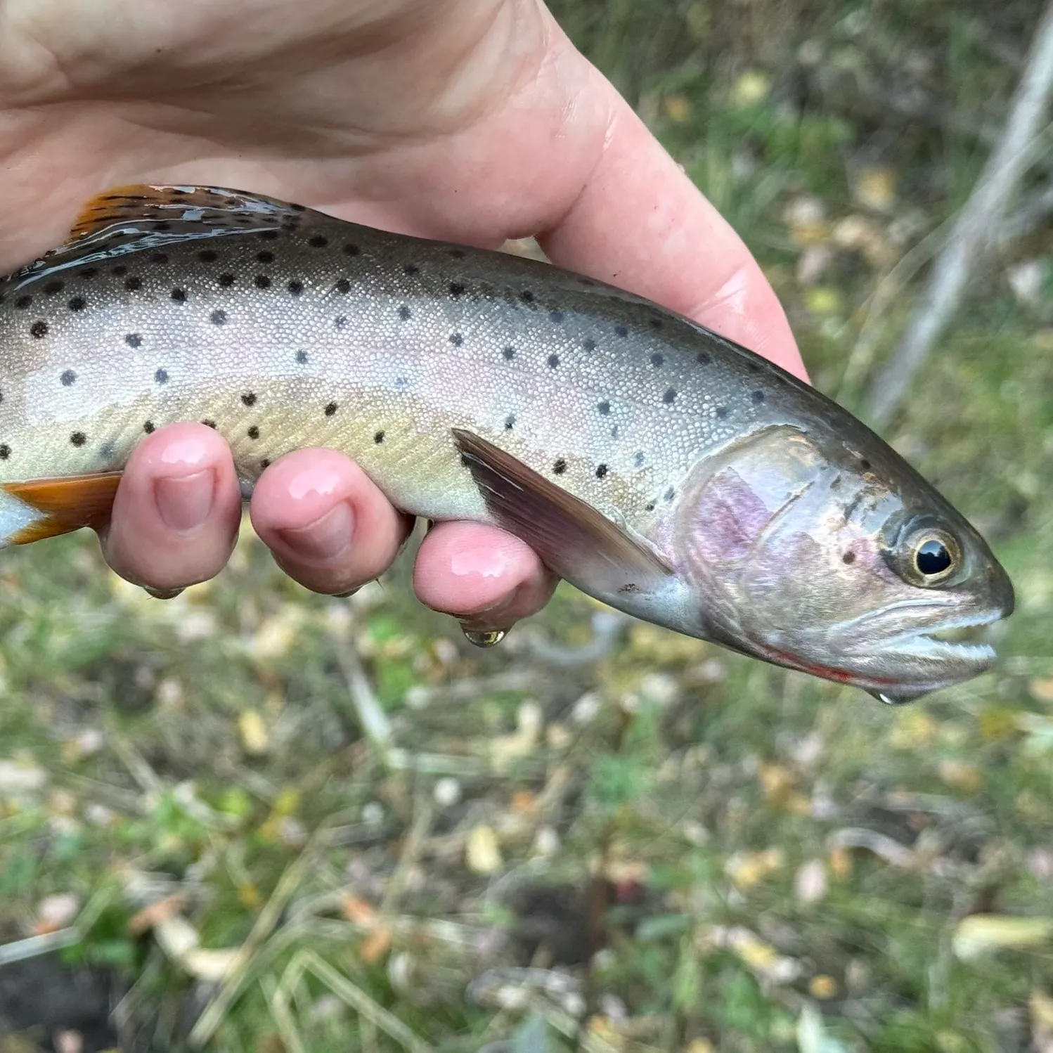Yellowstone cutthroat trout caught on Fishbrain