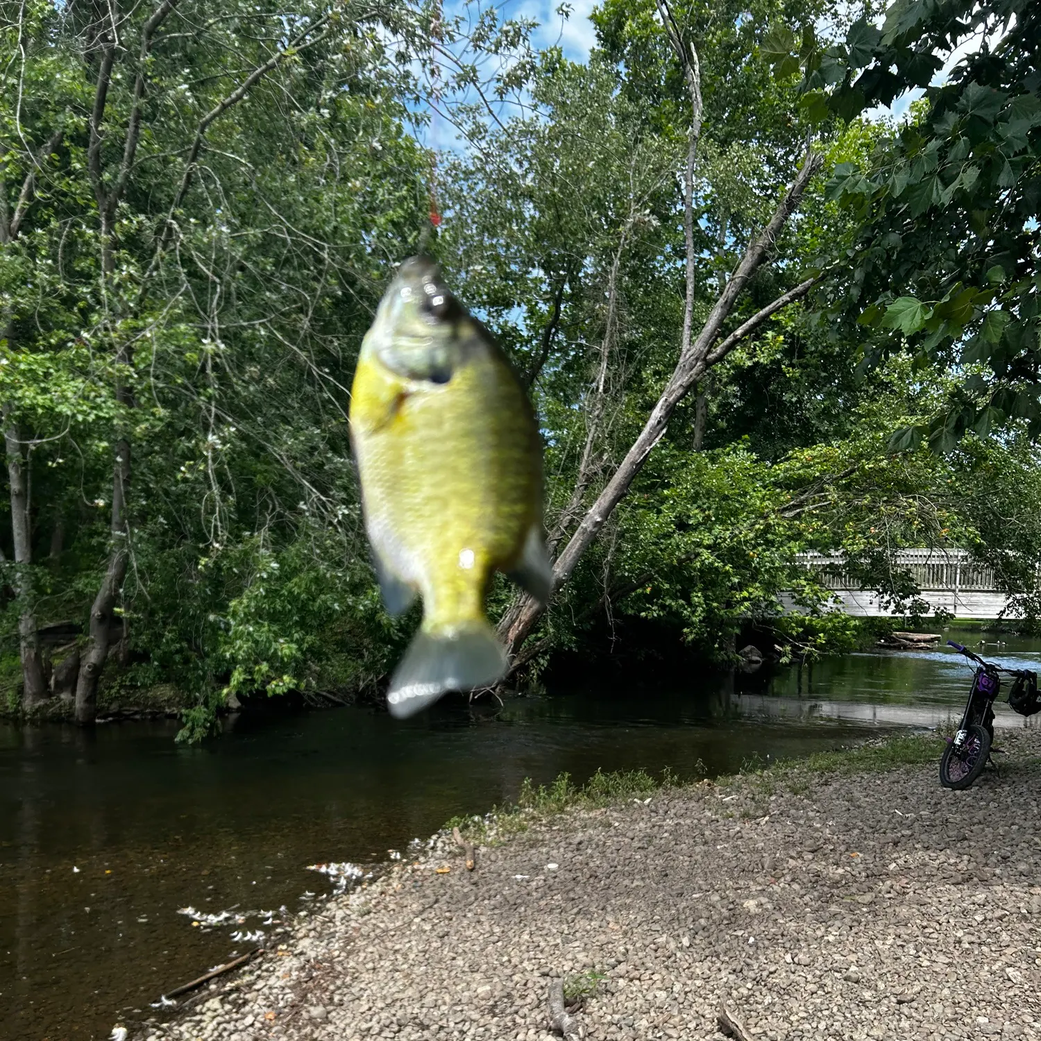 Bluegill caught on Fishbrain