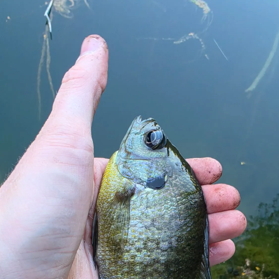 Bluegill caught on Fishbrain