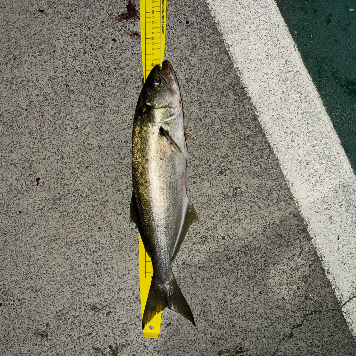 The most recent Bluefish catches on Fishbrain