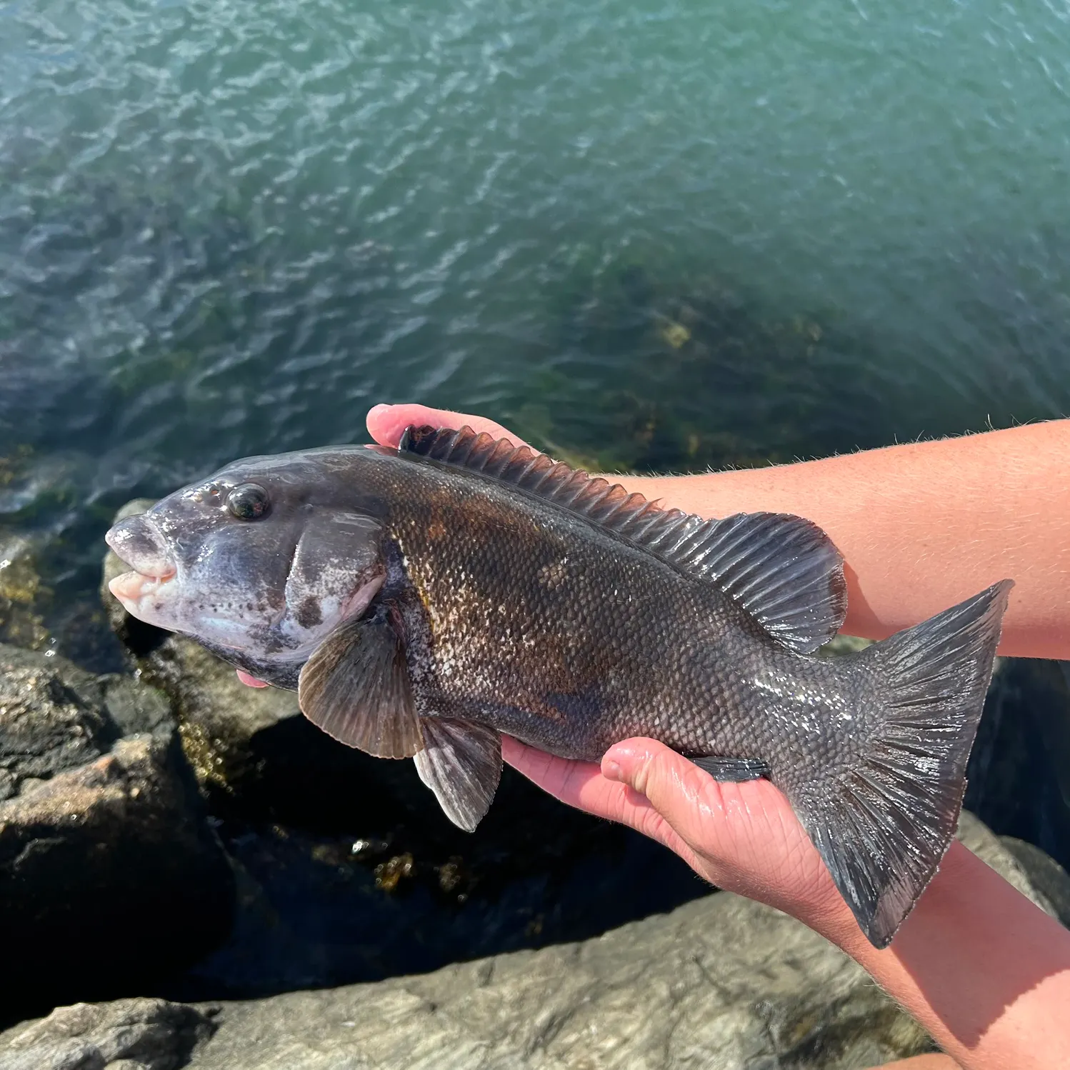 The most recent Tautog catches on Fishbrain