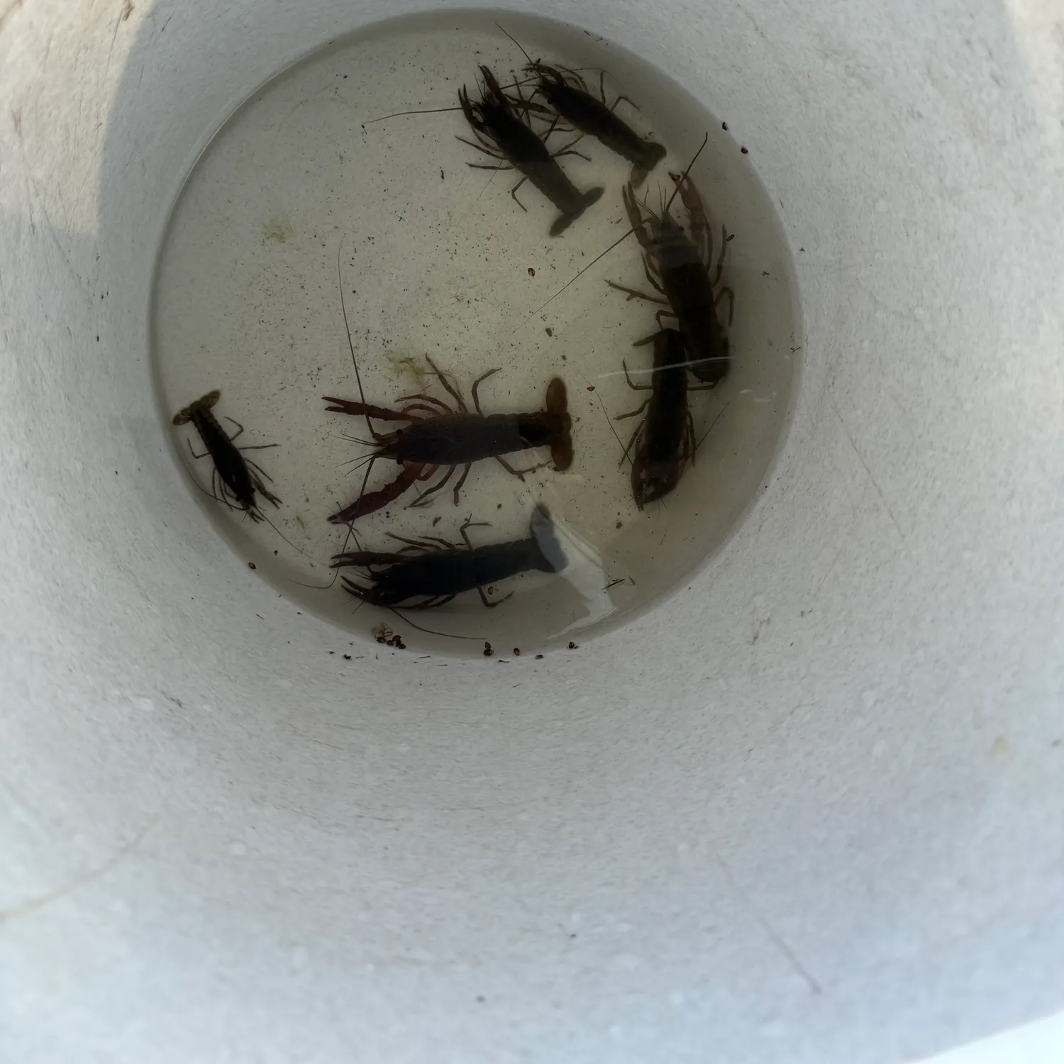 The most recent Red swamp crayfish catches on Fishbrain