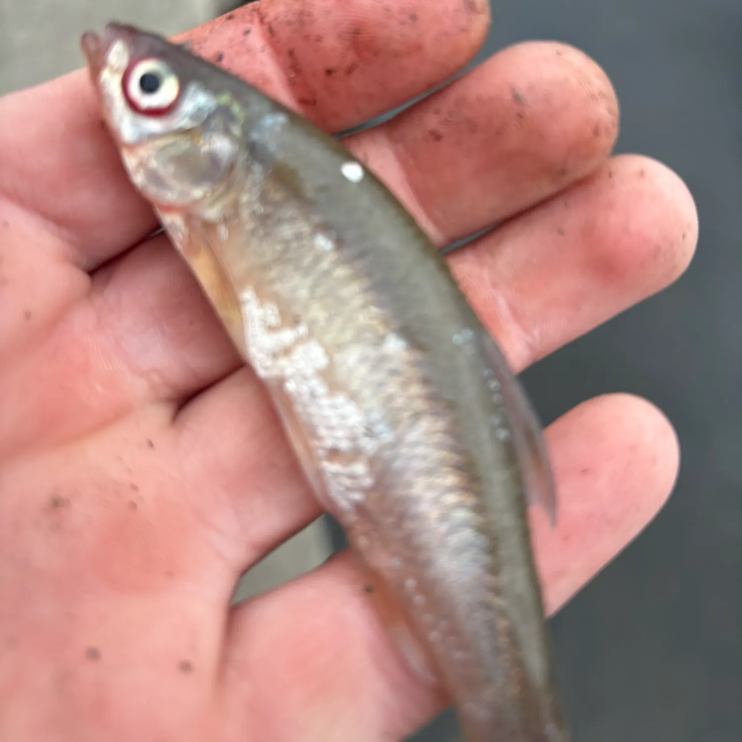 The most recent Fathead minnow catches on Fishbrain