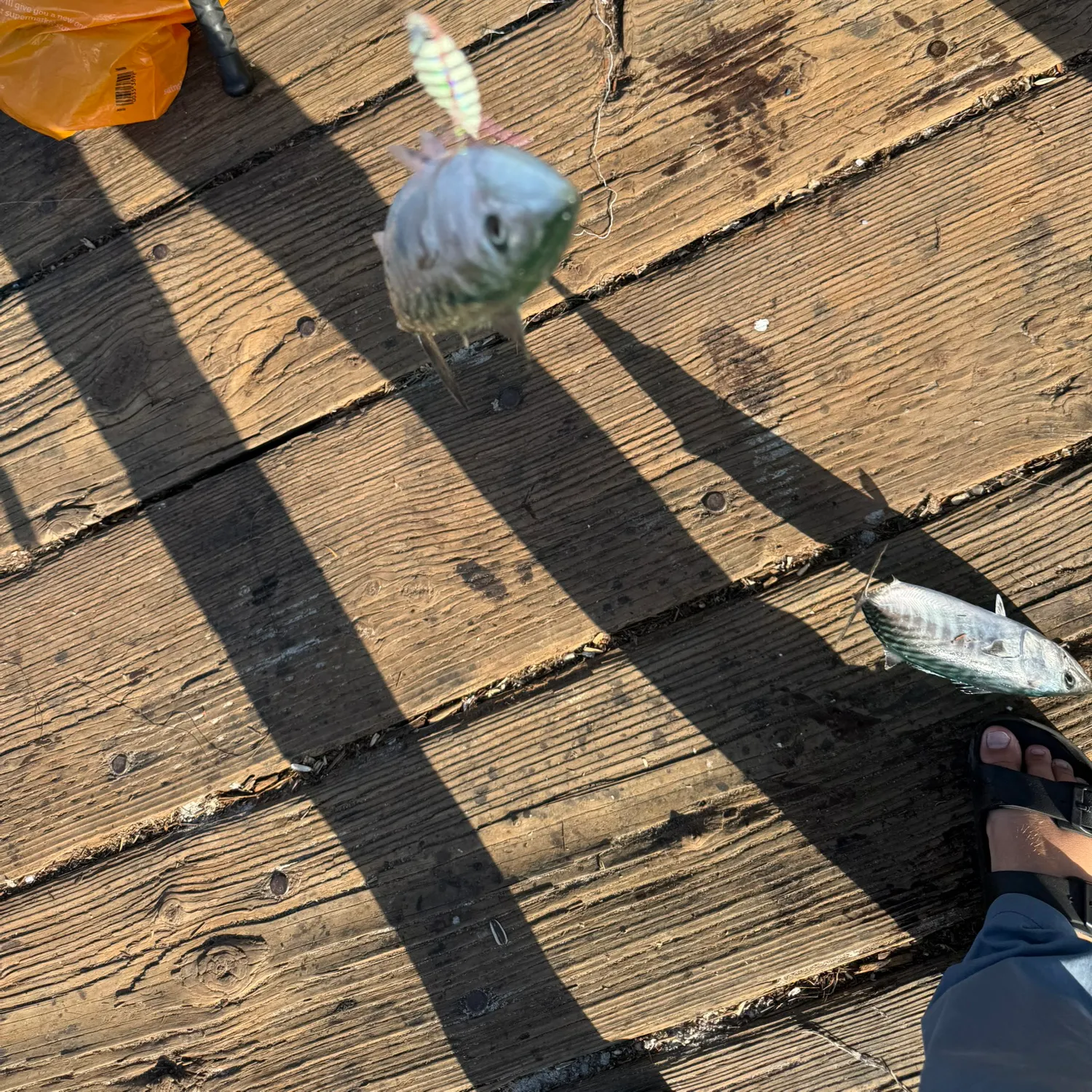 The most recent Pacific bonito catches on Fishbrain