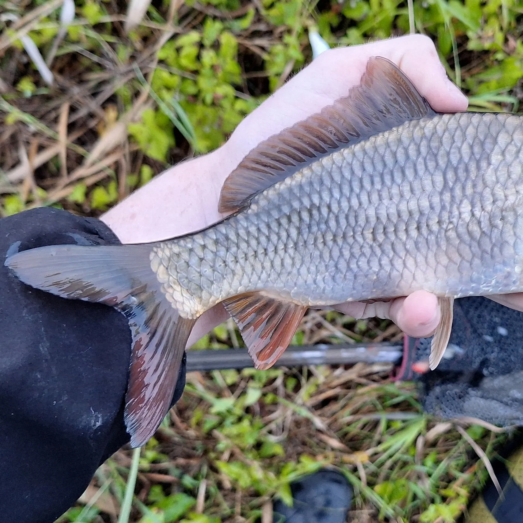Common carp caught on Fishbrain