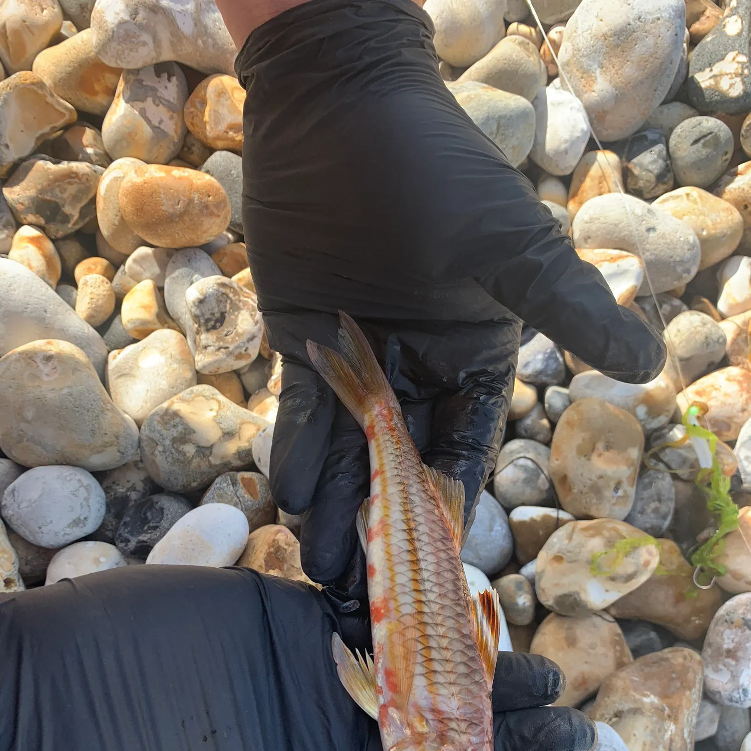 The most popular recent Striped red mullet catch on Fishbrain