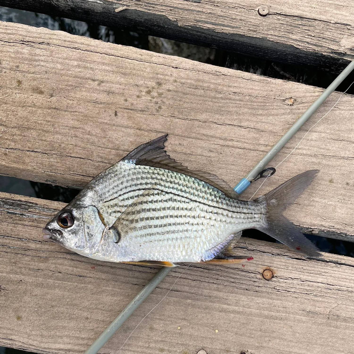 The most recent Striped mojarra catches on Fishbrain
