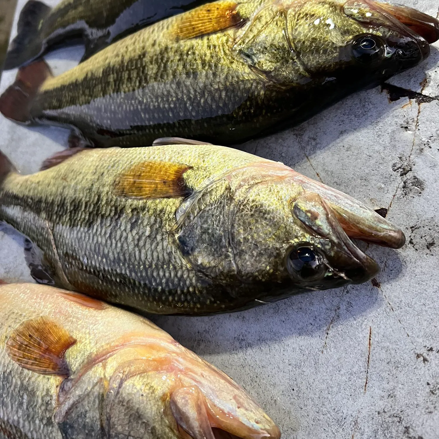 recently logged catches