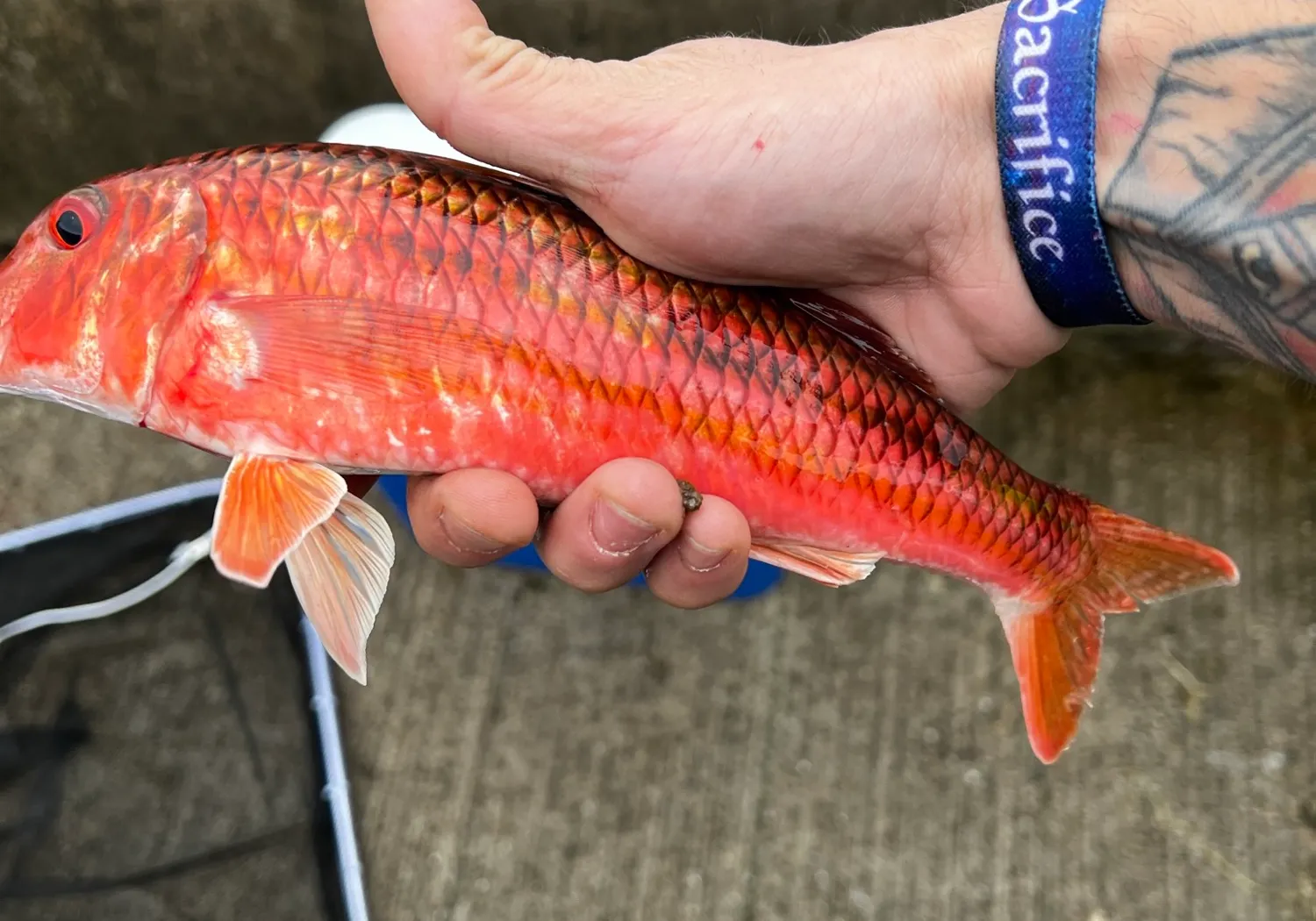 Striped red mullet