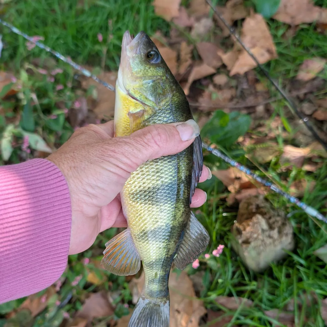 Yellow perch caught on Fishbrain