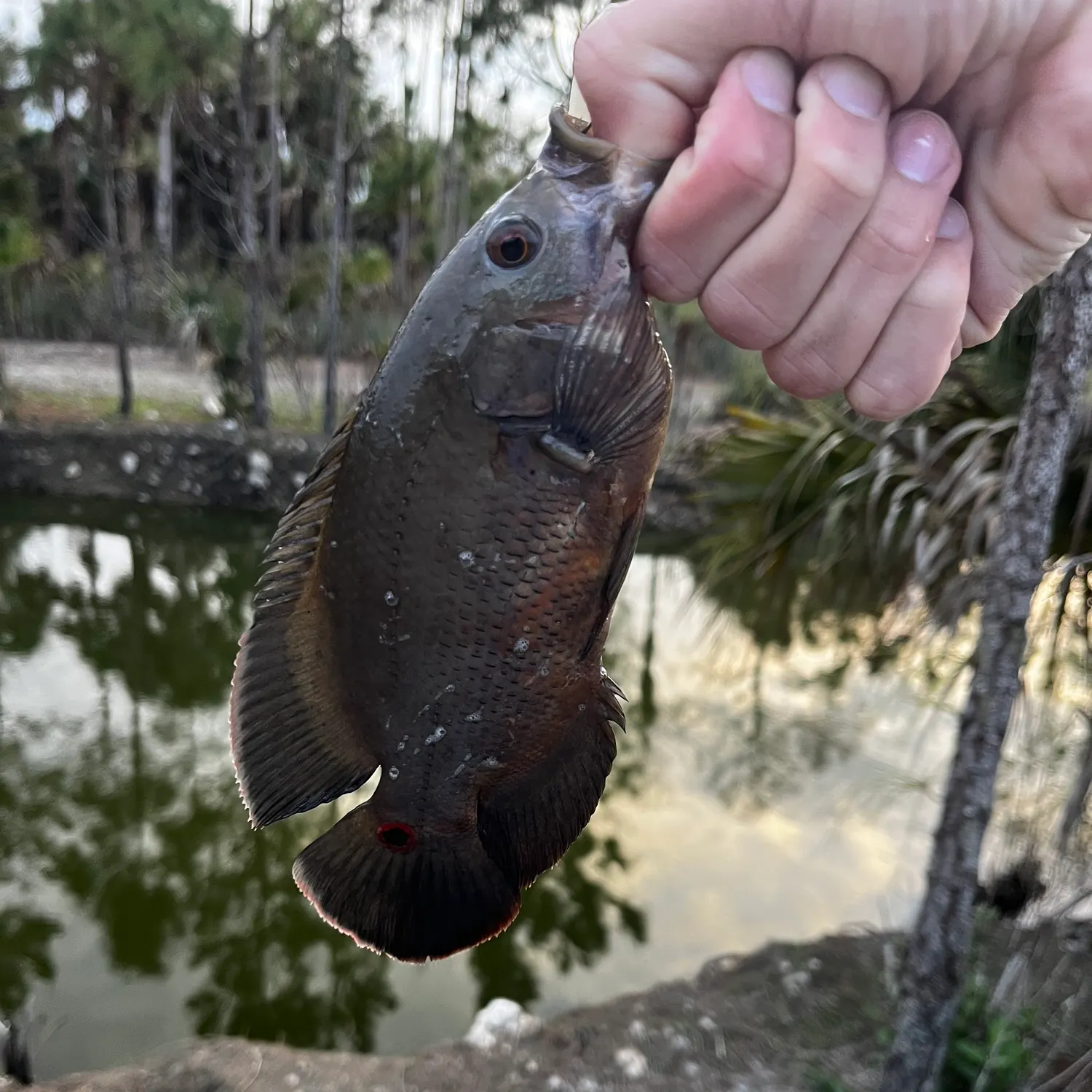 The most recent Oscar catches on Fishbrain