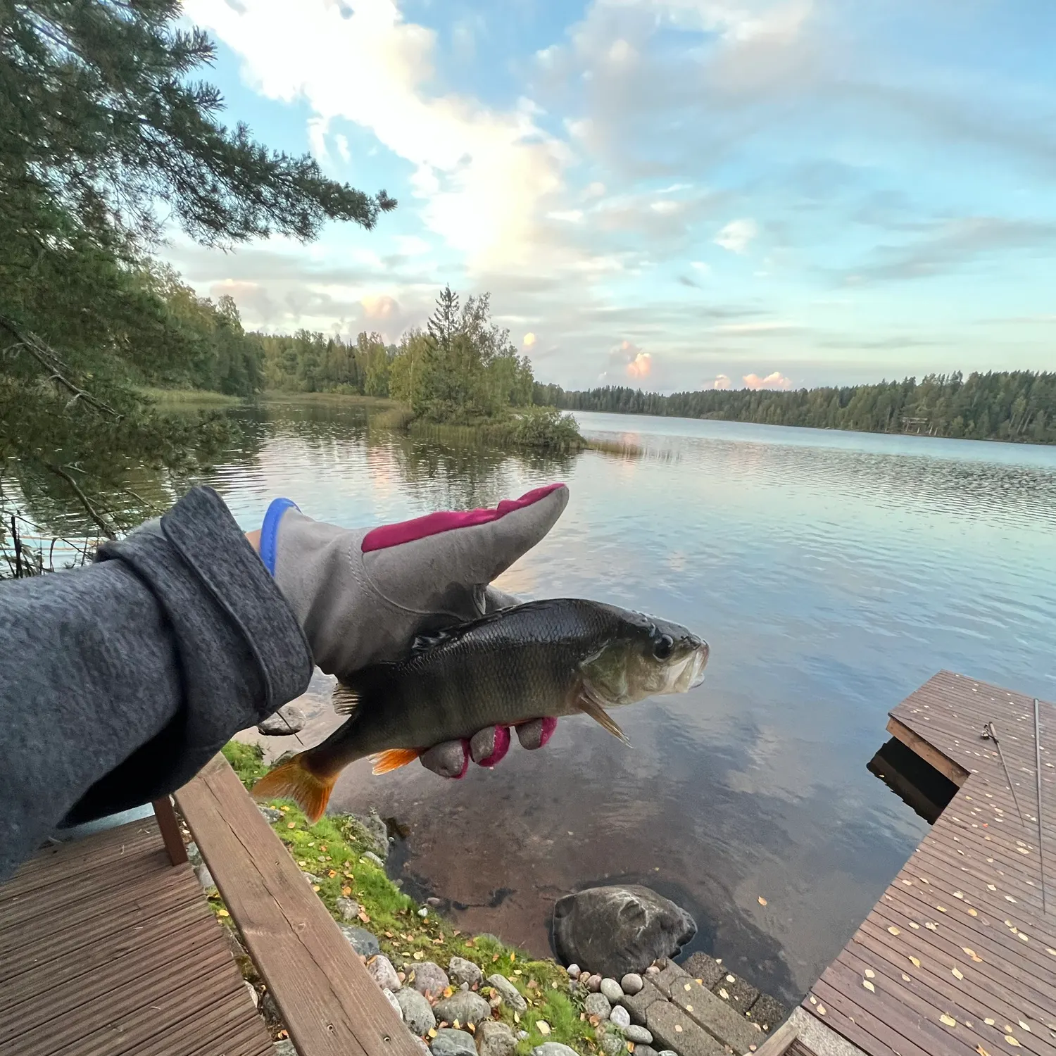European perch caught on Fishbrain