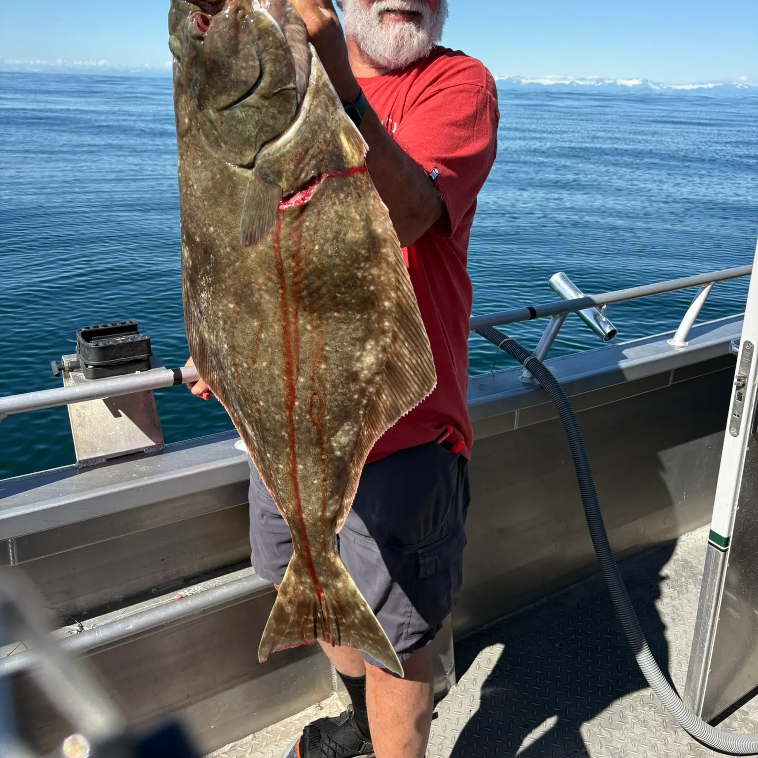The most recent Pacific halibut catches on Fishbrain
