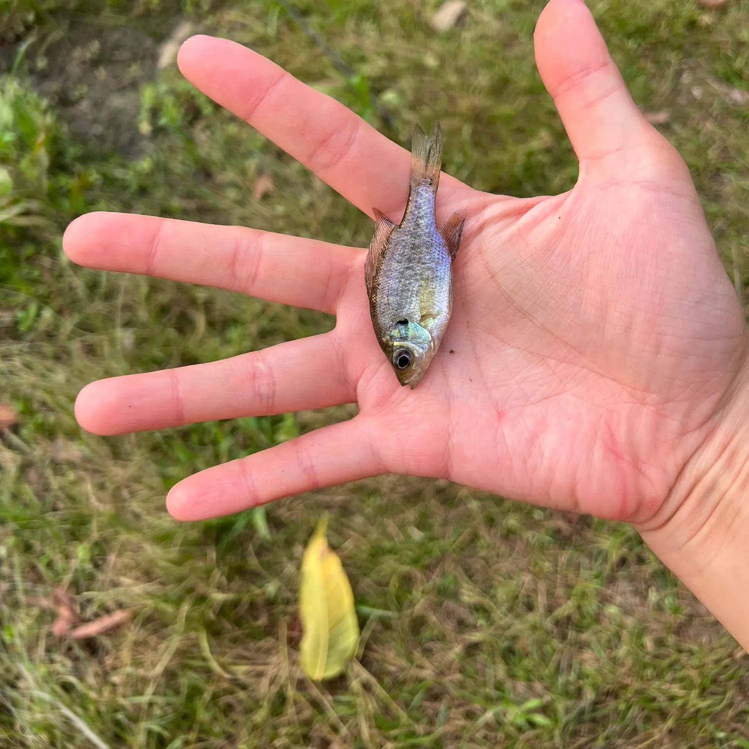 Bluegill caught on Fishbrain