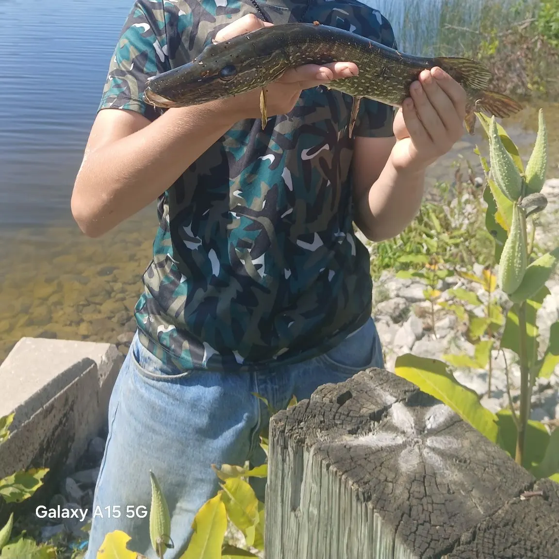 Northern pike caught on Fishbrain