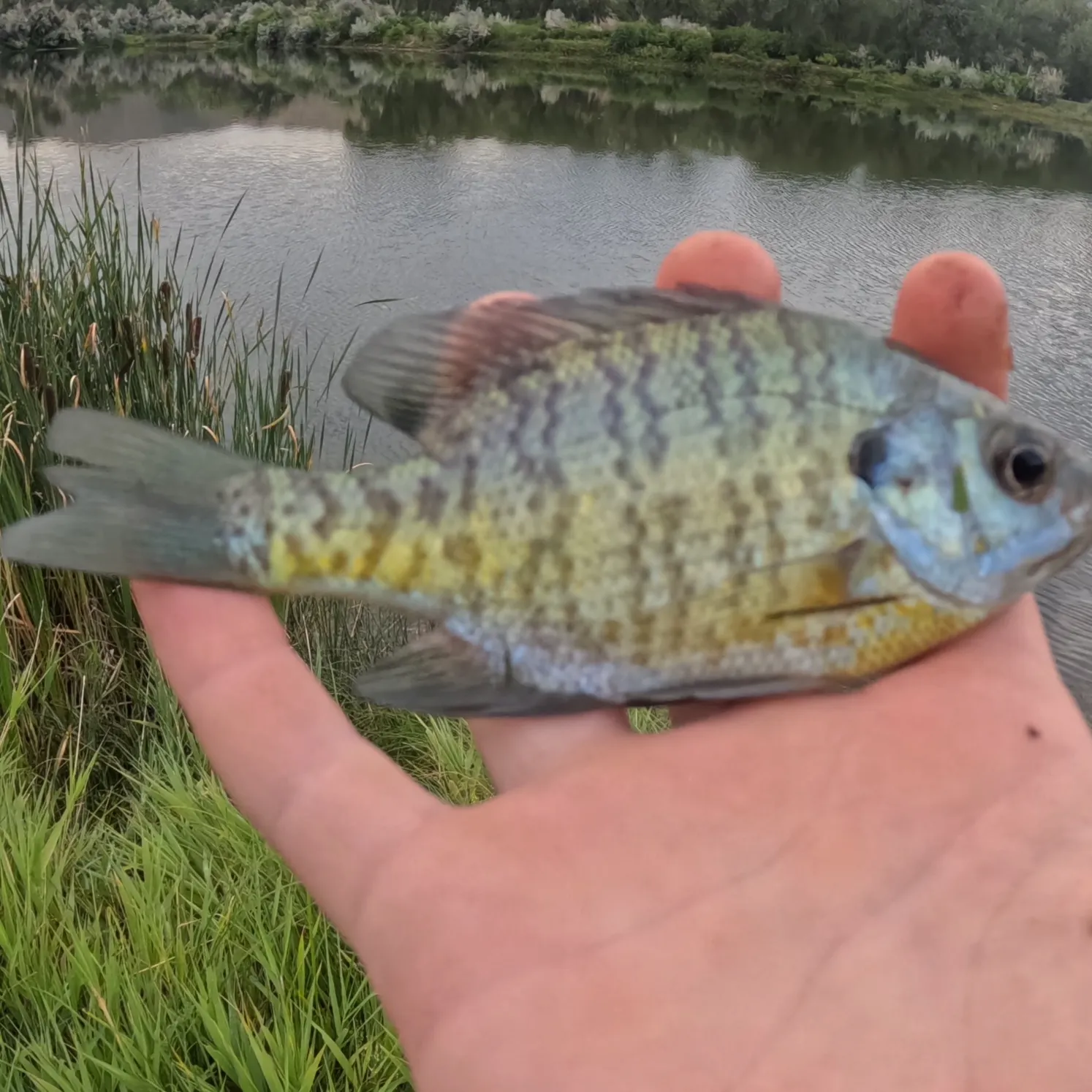 Bluegill caught on Fishbrain