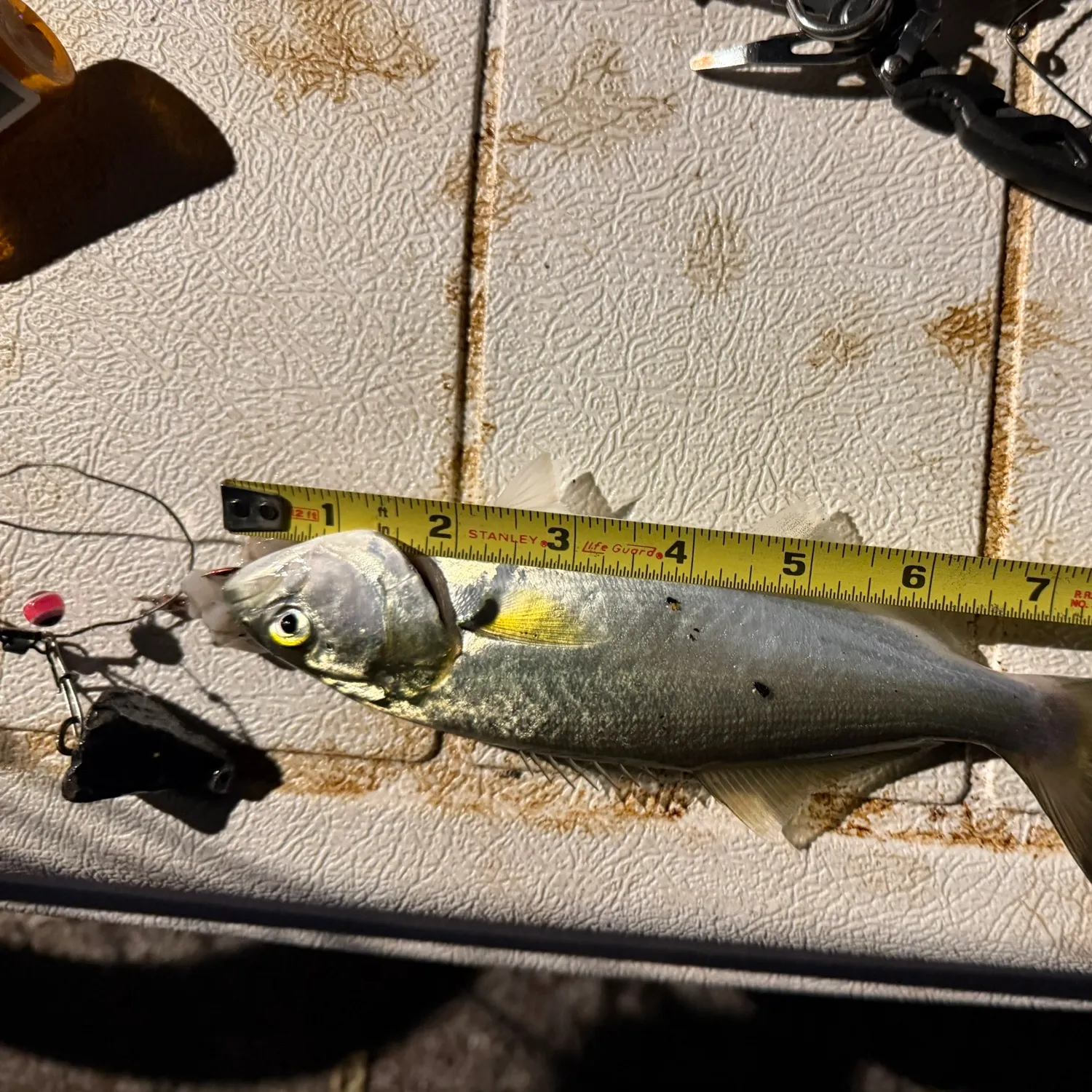 Bluefish caught on Fishbrain