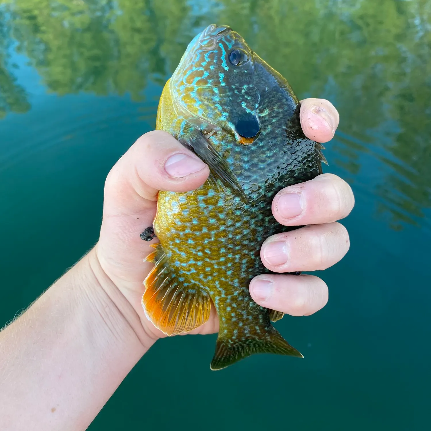 Greengill hybrid caught on Fishbrain