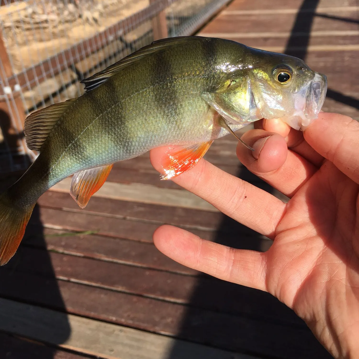 angler catch