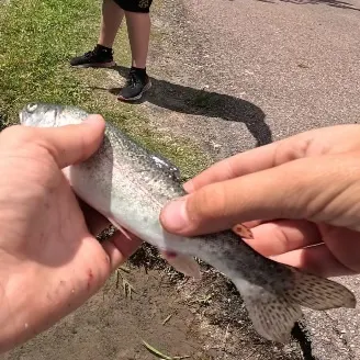 Rainbow trout caught on Fishbrain