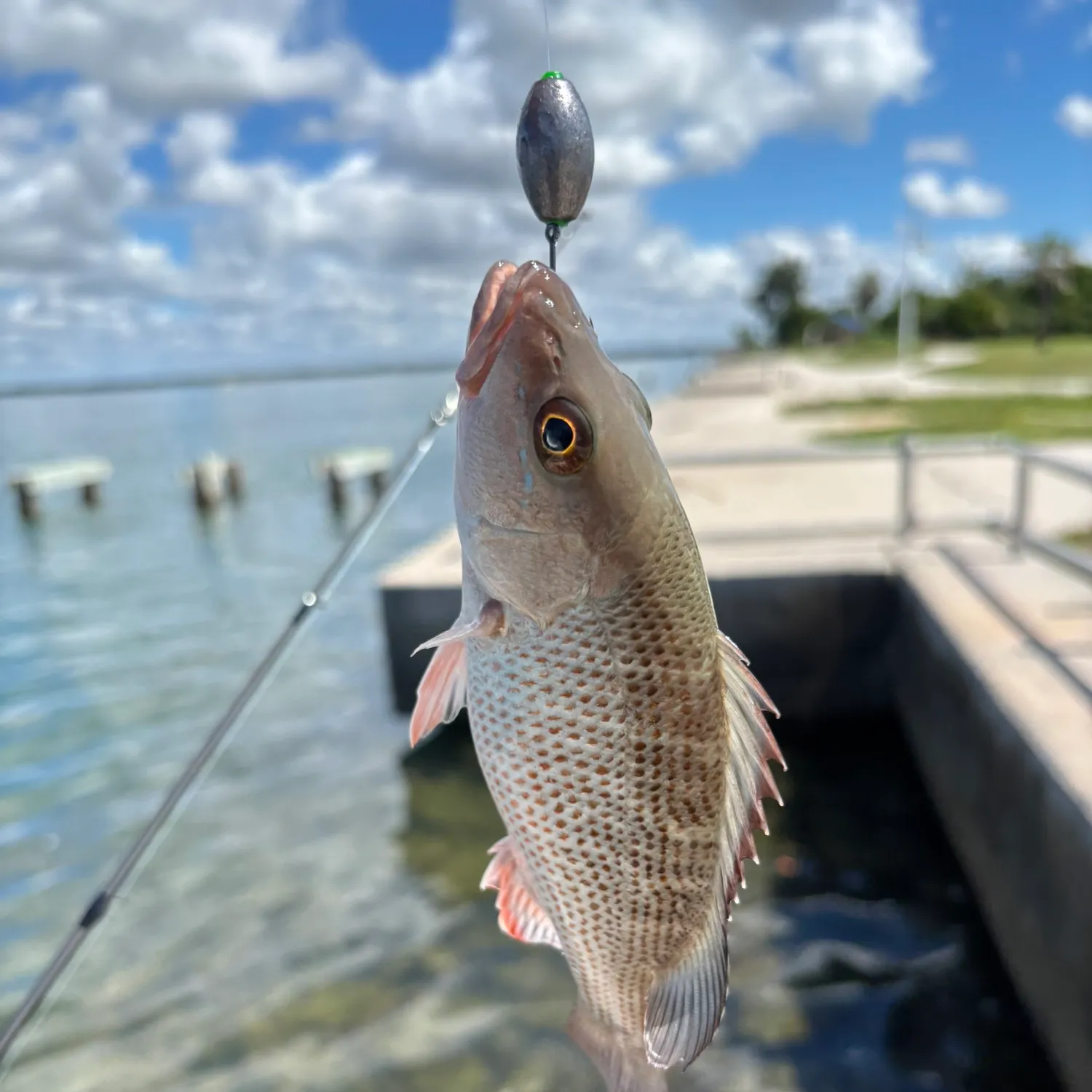 Mangrove snapper caught on Fishbrain