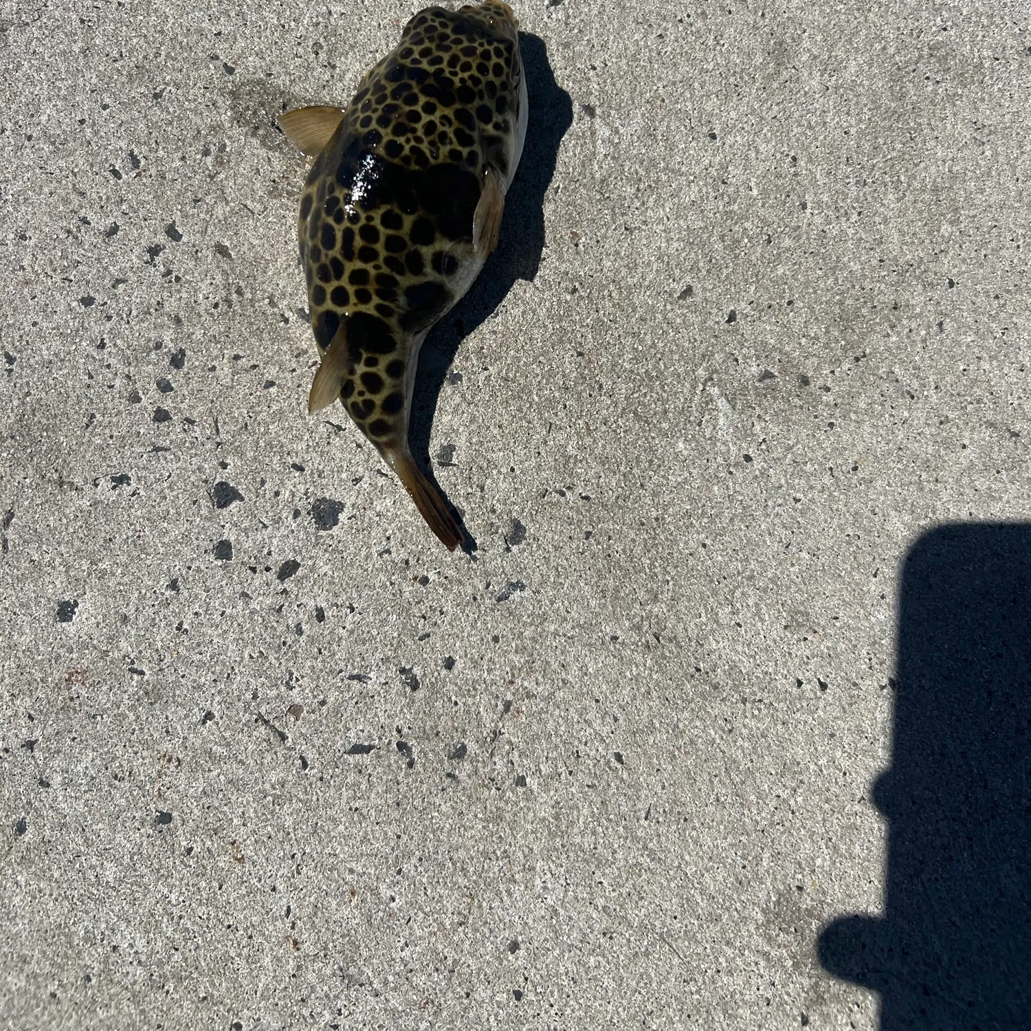 Smooth toadfish caught on Fishbrain