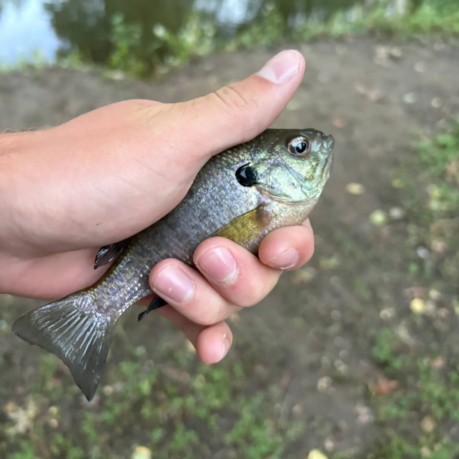 Bluegill caught on Fishbrain
