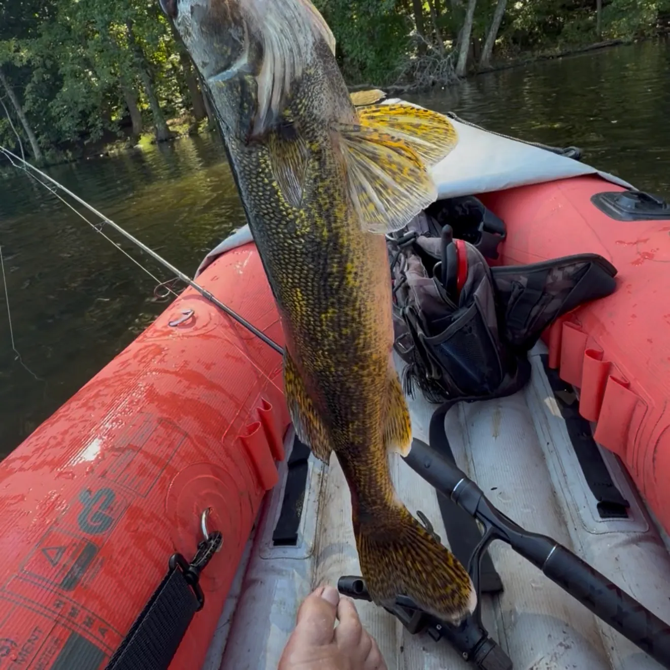 Saugeye caught on Fishbrain