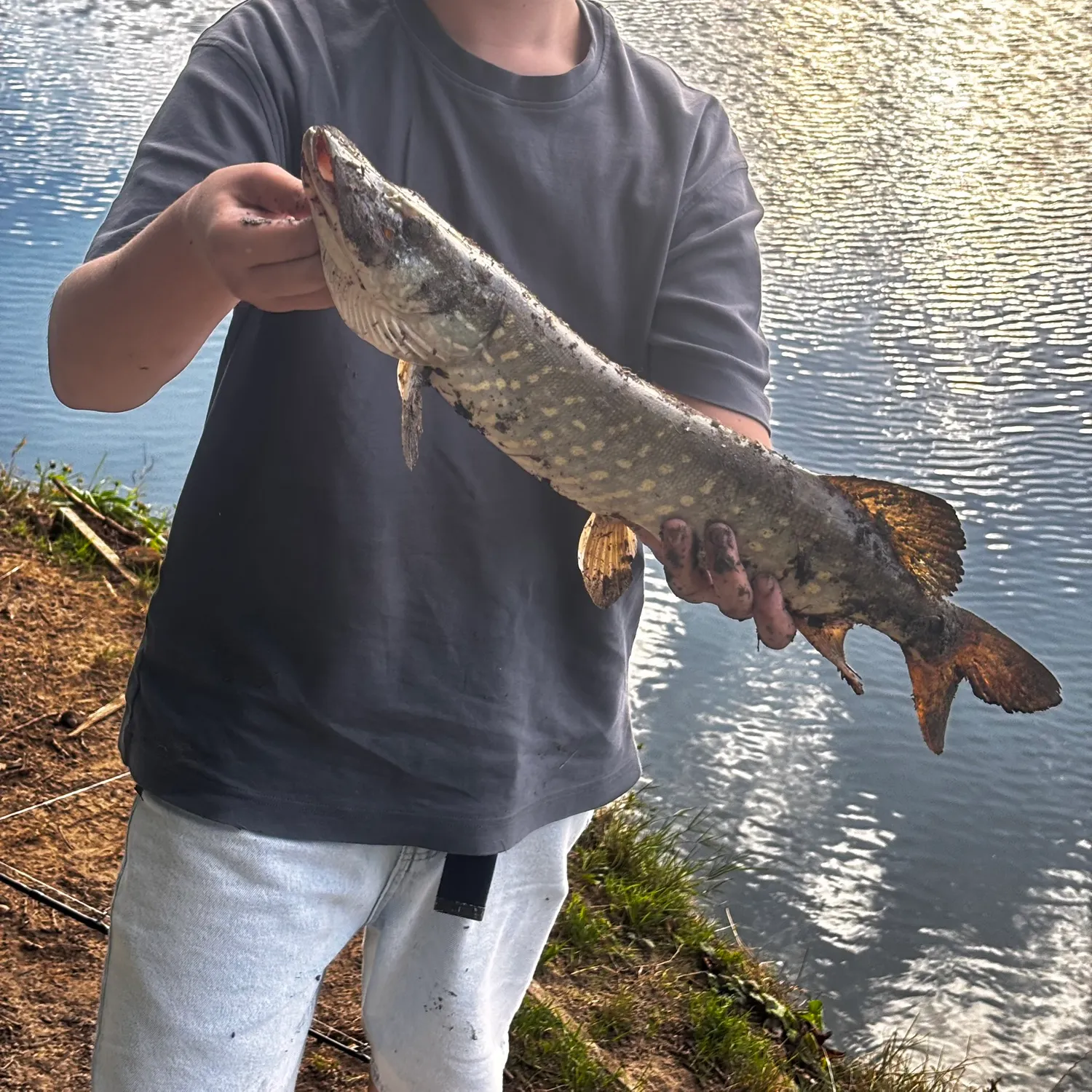 Northern pike caught on Fishbrain