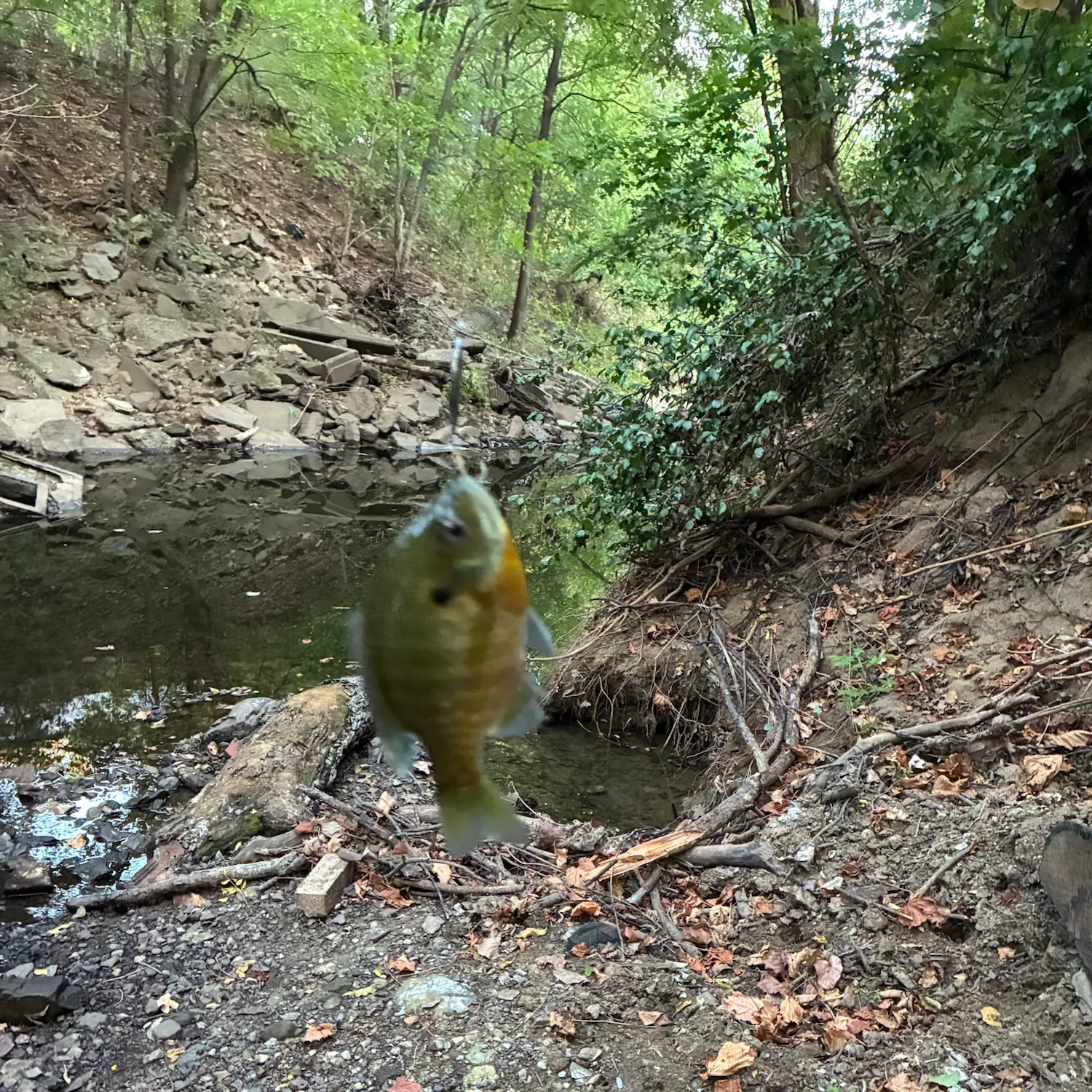 Bluegill caught on Fishbrain