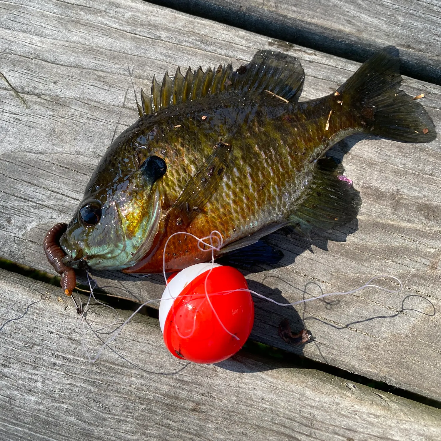 recently logged catches