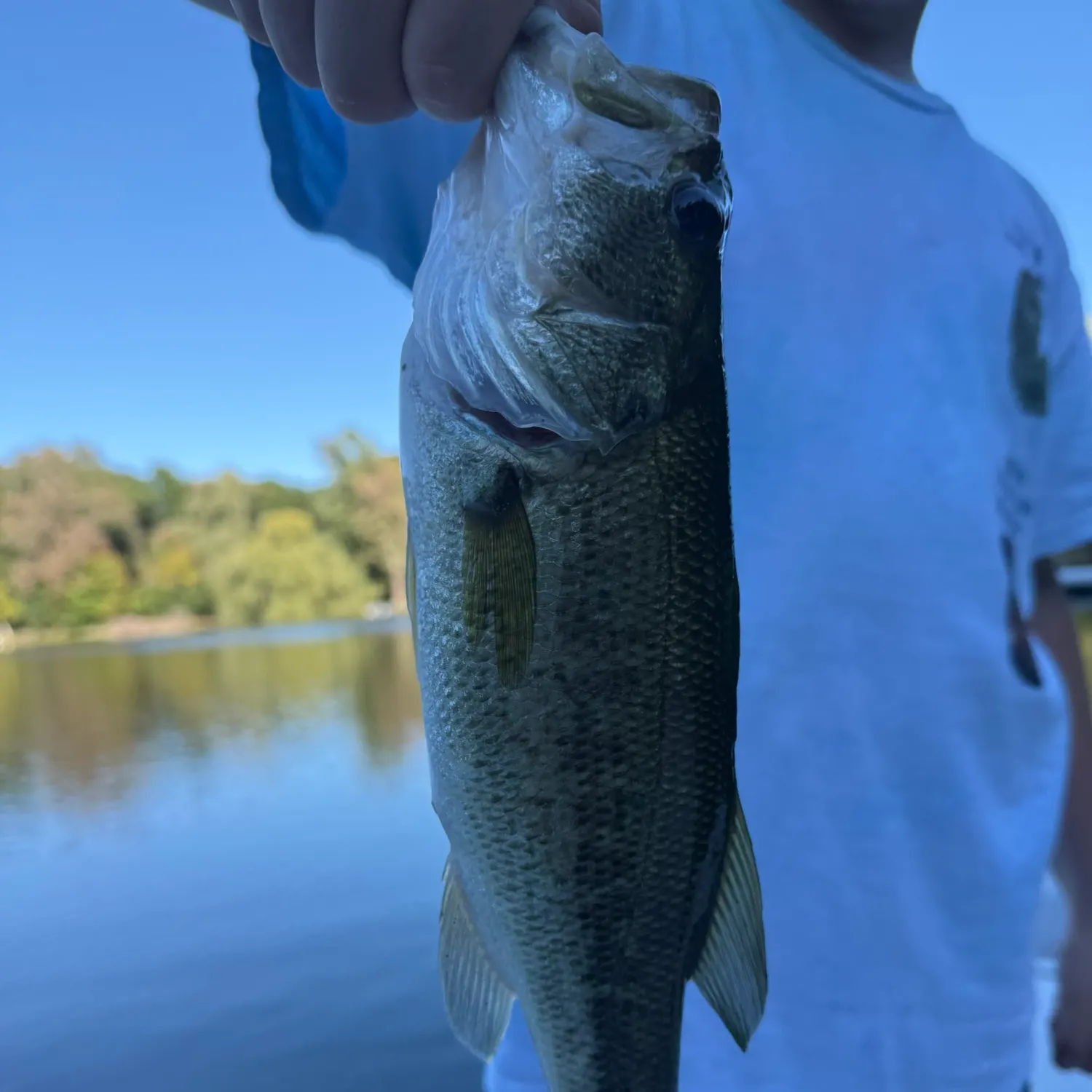 Smallmouth bass caught on Fishbrain