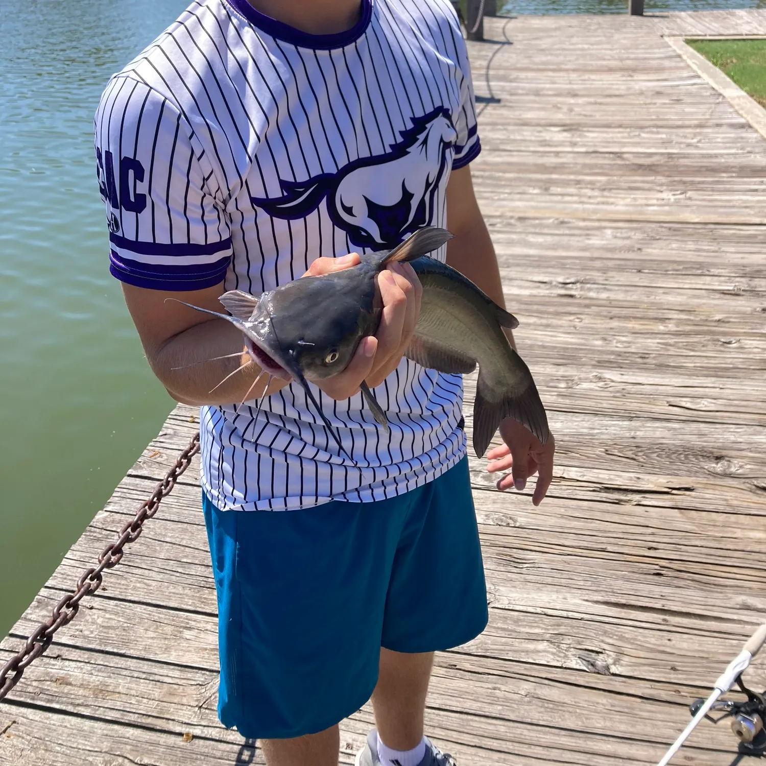 Channel catfish caught on Fishbrain