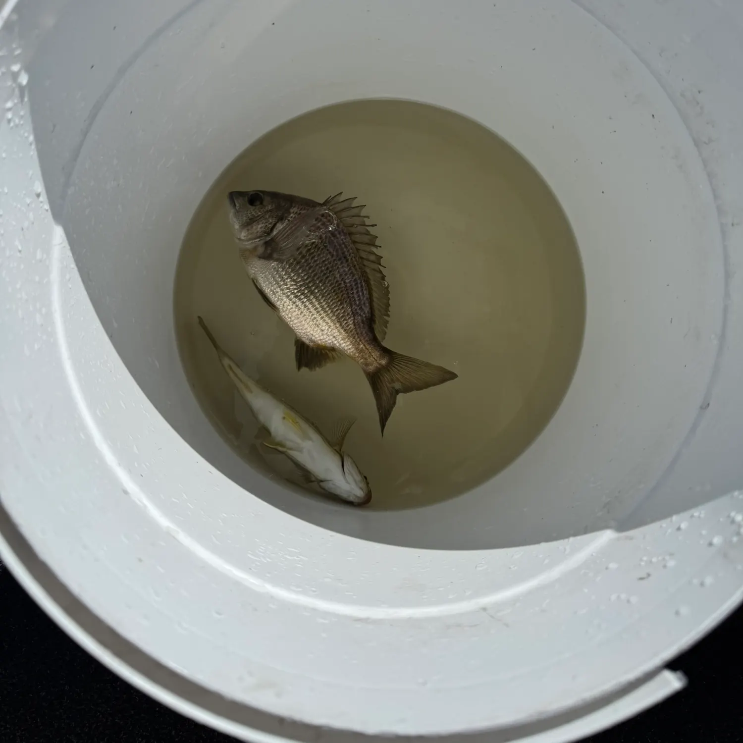 The most recent Yellowtail Grunter catches on Fishbrain