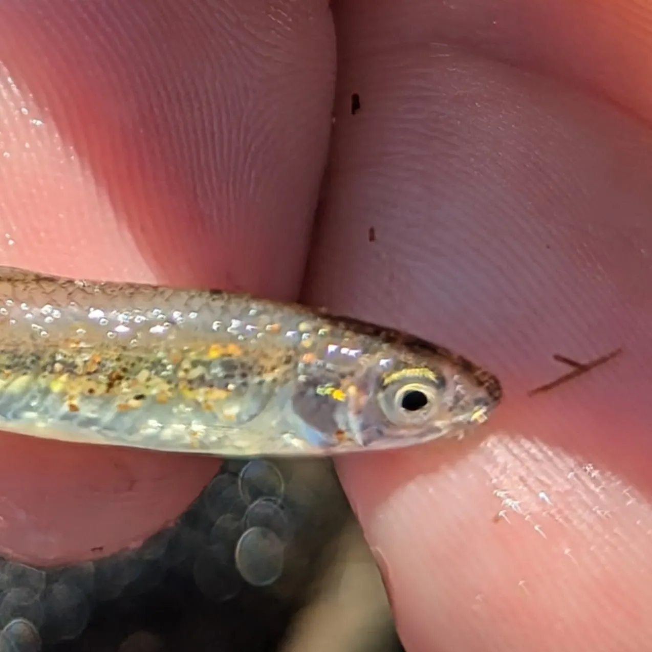 Emerald shiner caught on Fishbrain