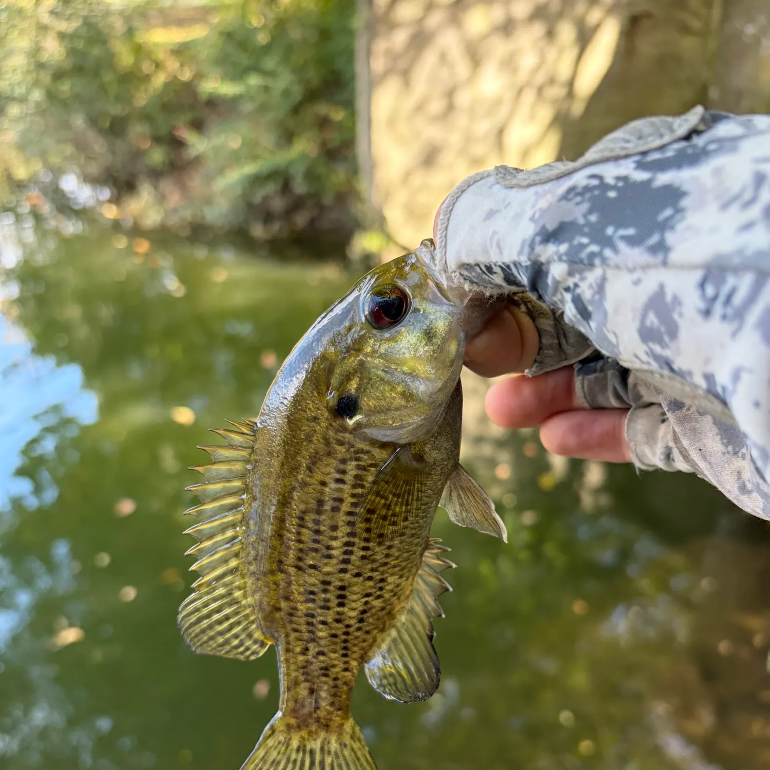 Rock bass caught on Fishbrain