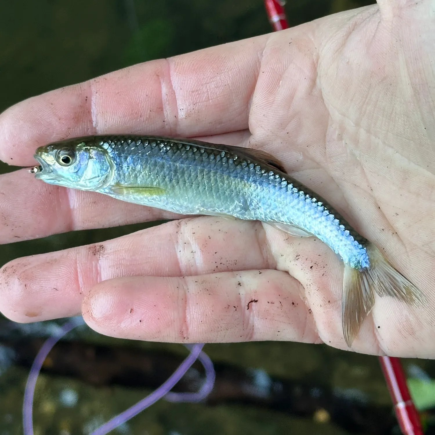 The most recent Whitetail shiner catches on Fishbrain