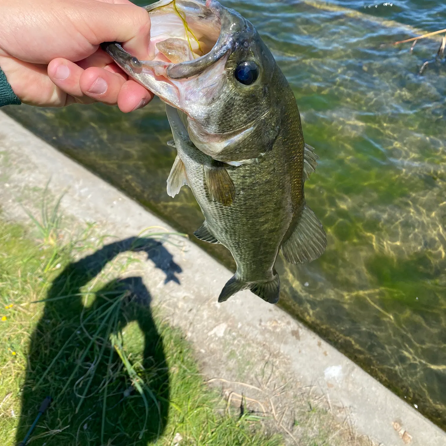 Largemouth bass caught on Fishbrain