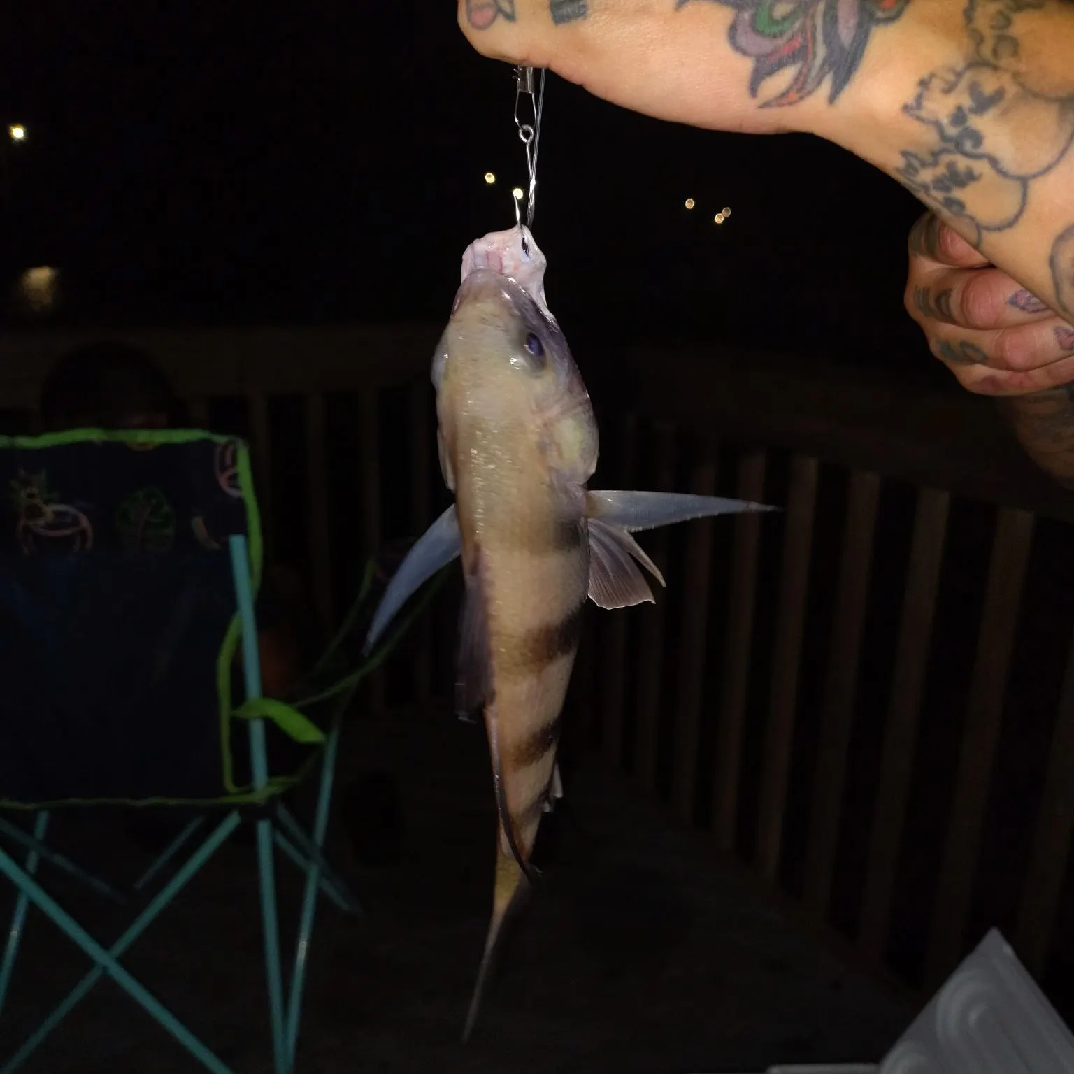 recently logged catches