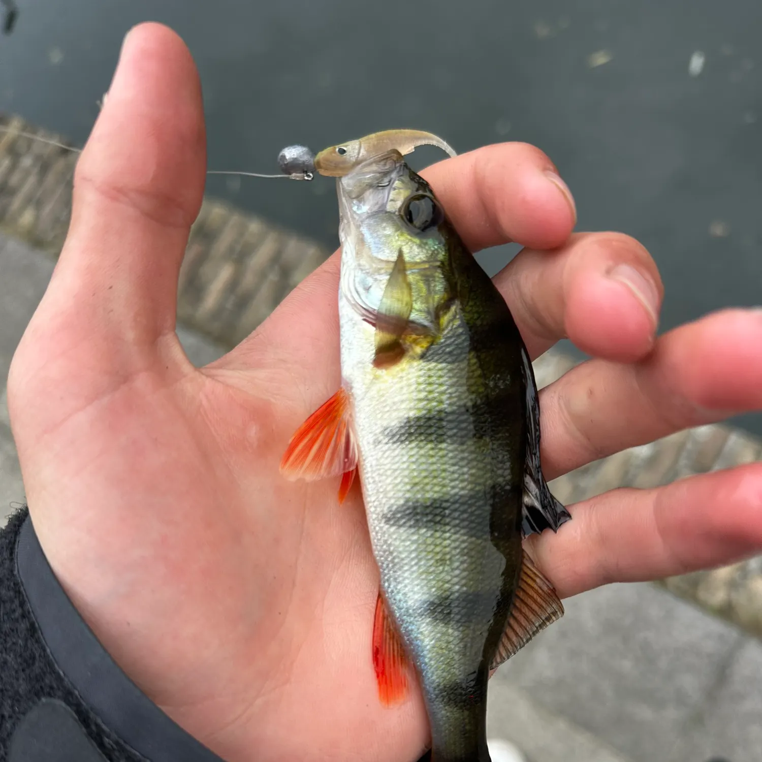 European perch caught on Fishbrain