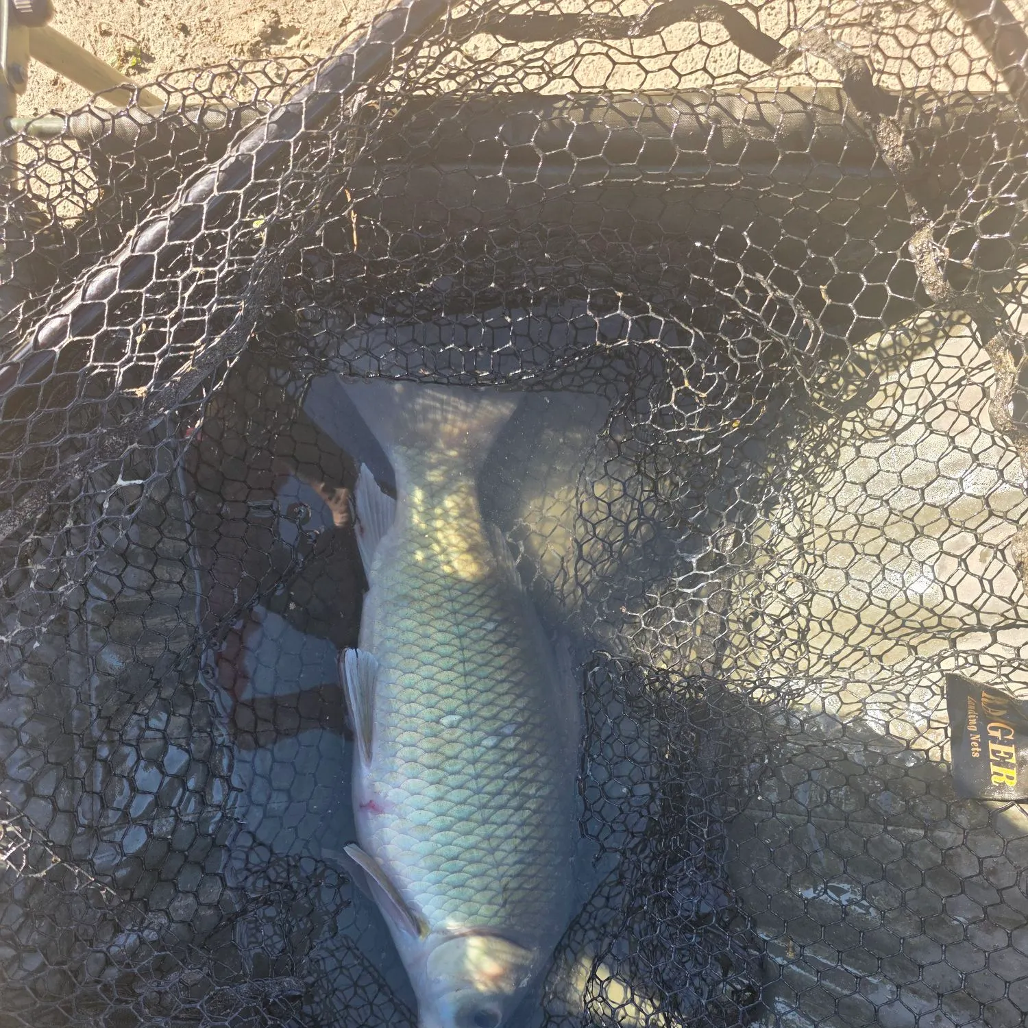 Black buffalo caught on Fishbrain
