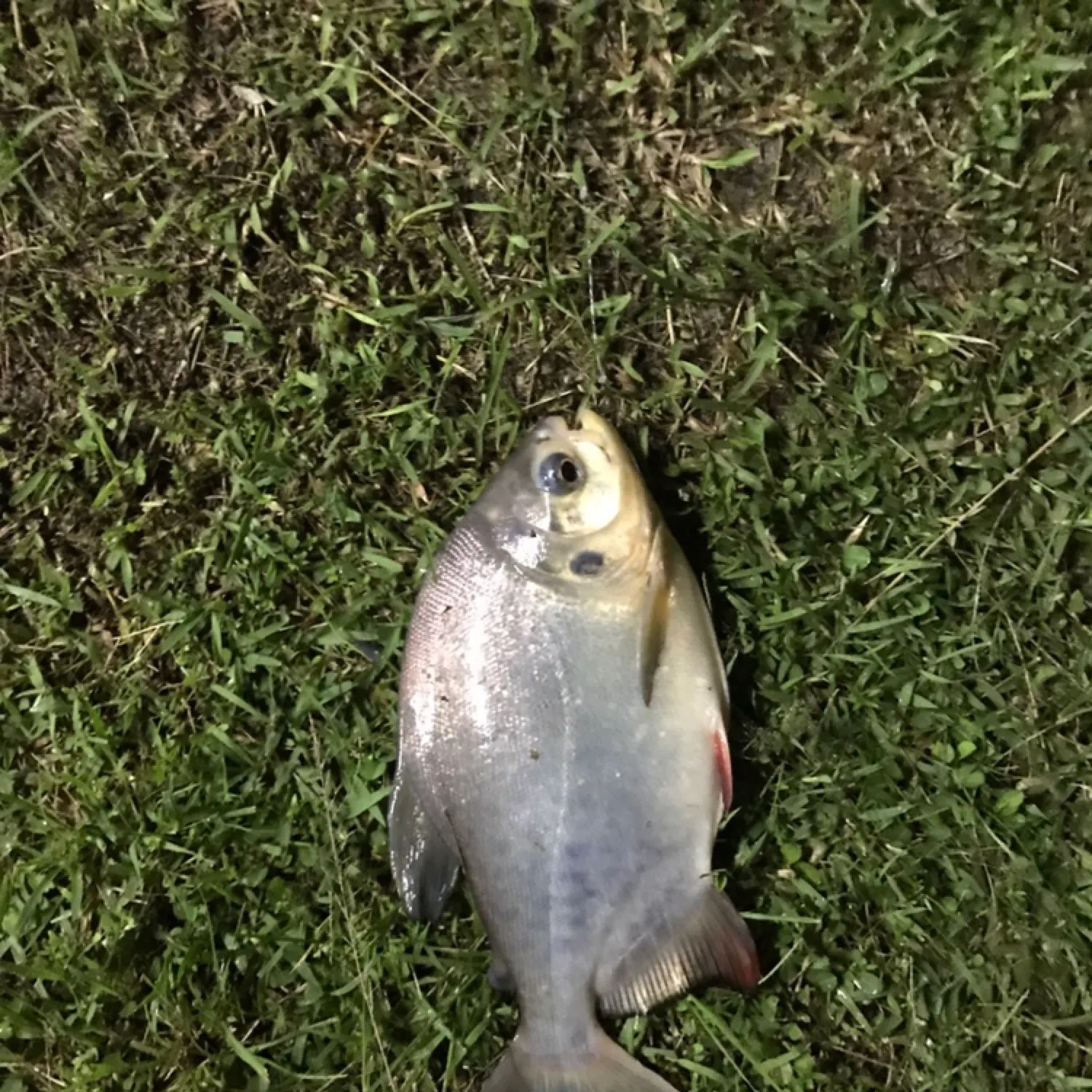 Small-scaled pacu caught on Fishbrain