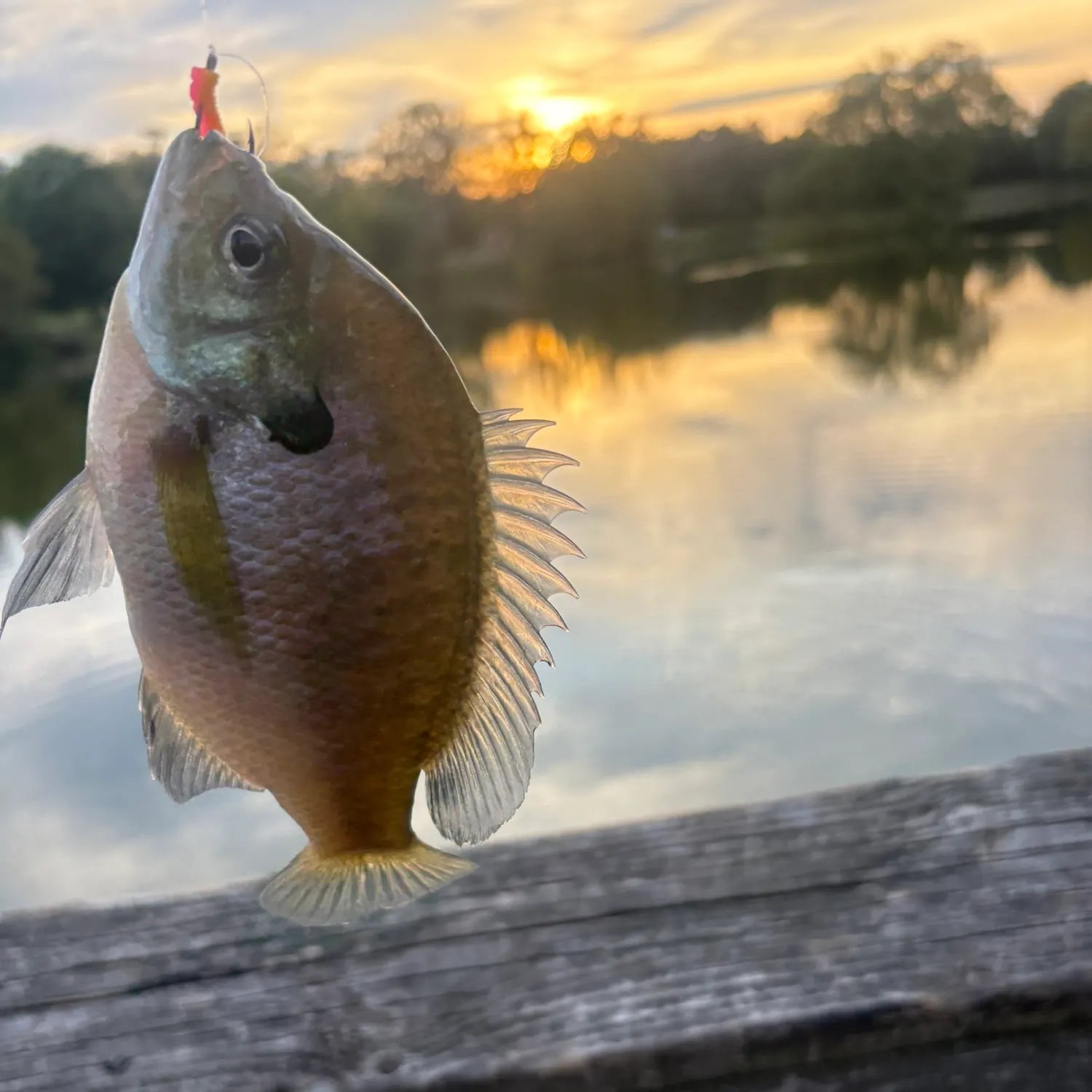 Fish caught on Fishbrain